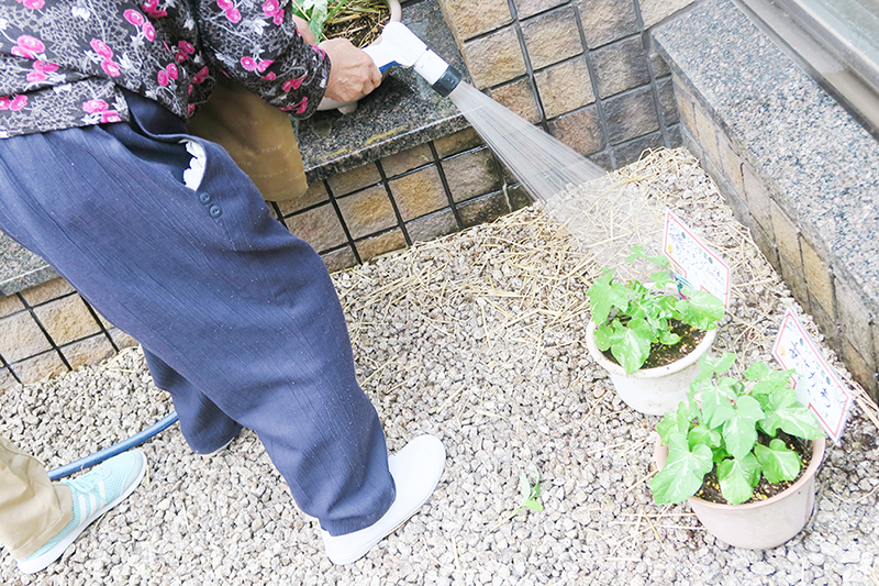水やり